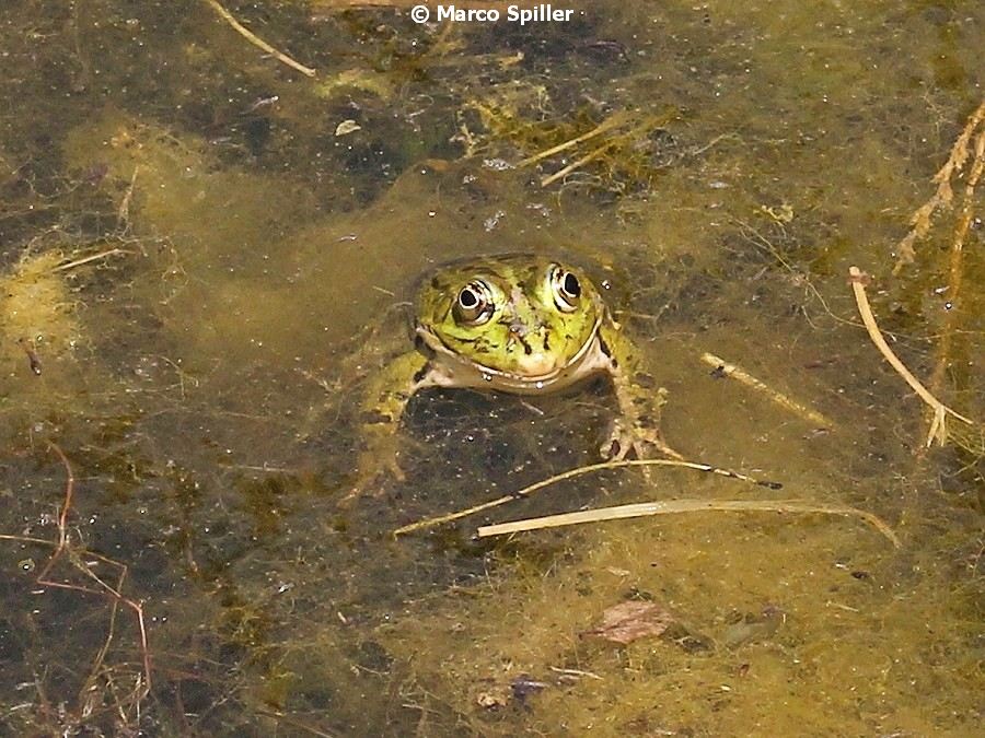 Rana leopardo? No, Pelophylax sp. (Milano)